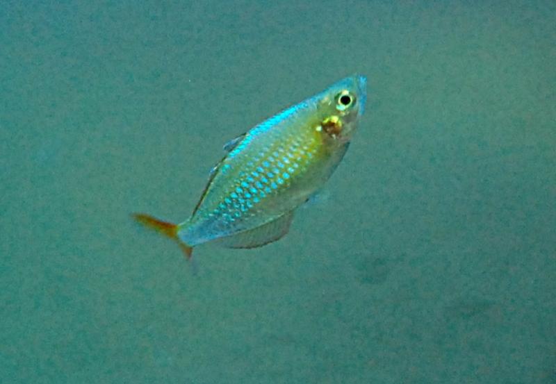 Melanotaenia Praecox
