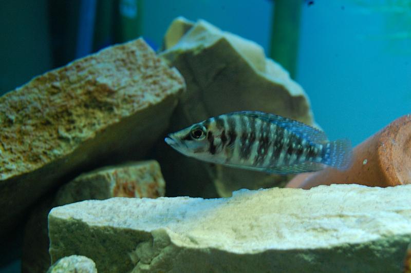 Altolamprologus Compressiceps