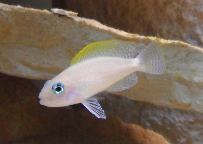 Un maschio di Caudopunctatus, forte e coraggioso