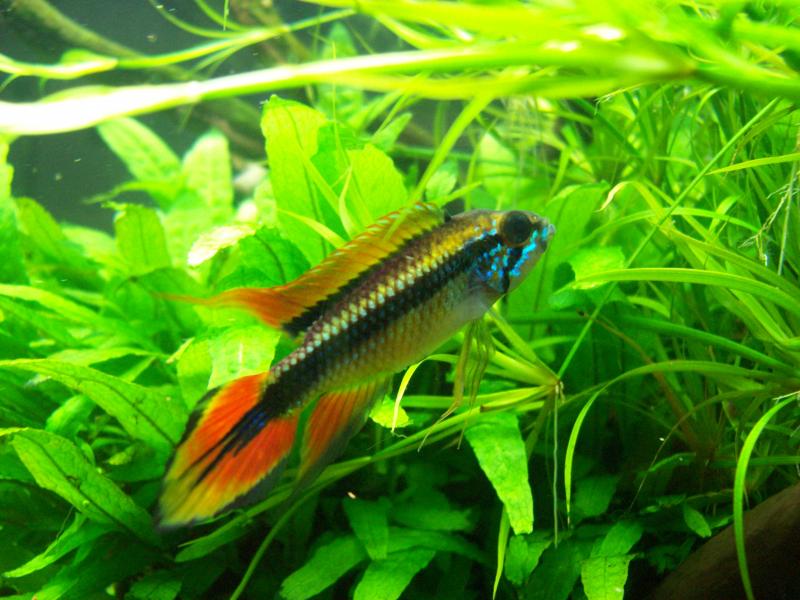 Agassizi fire red MALE