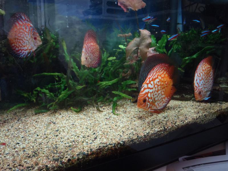 solo sgdiscus