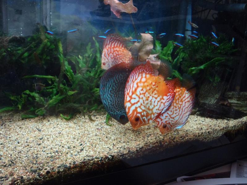 sgdiscus