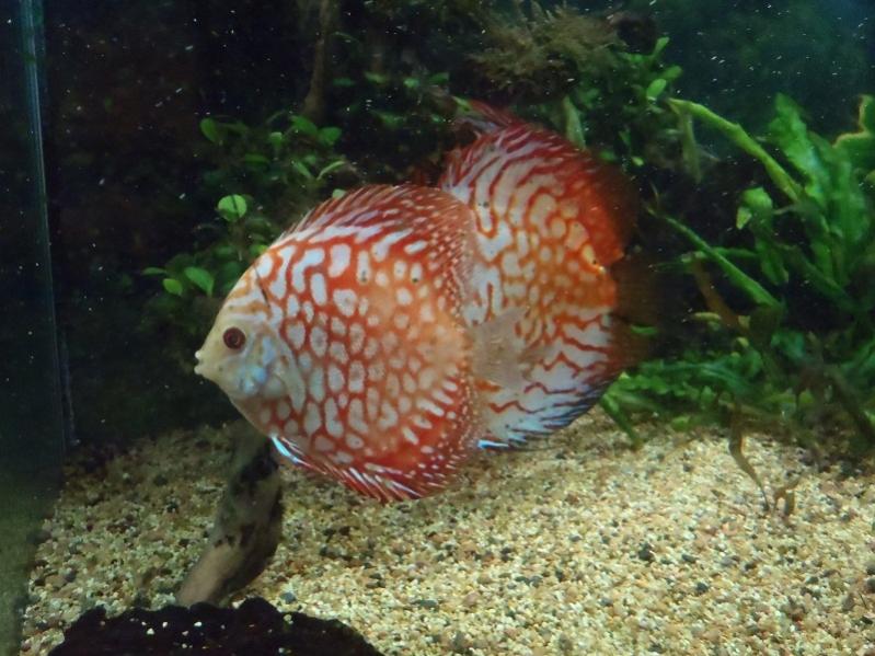 sgdiscus