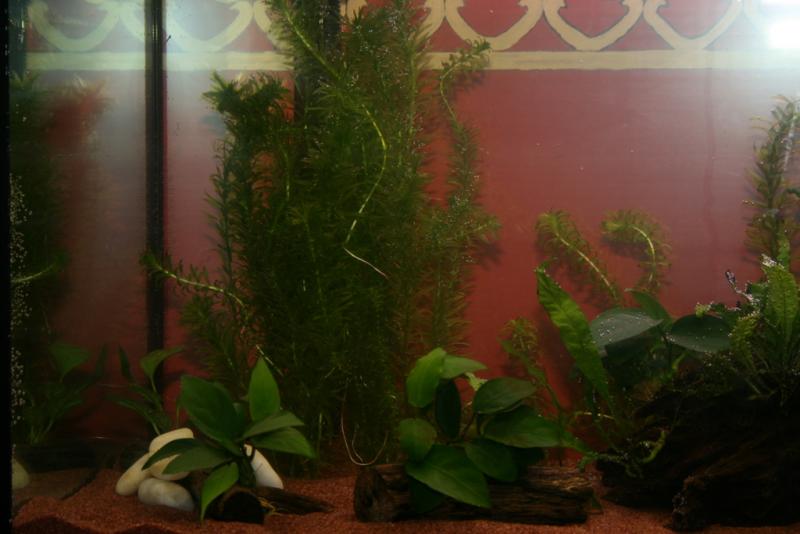 Angolo con egeria, Anubias su tronchetti di elce