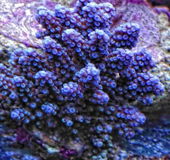 acropora nasuta