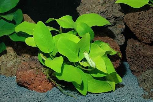 thumb anubias barteri v. nana02