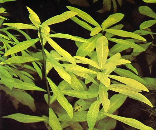 hygrofilia polisperma