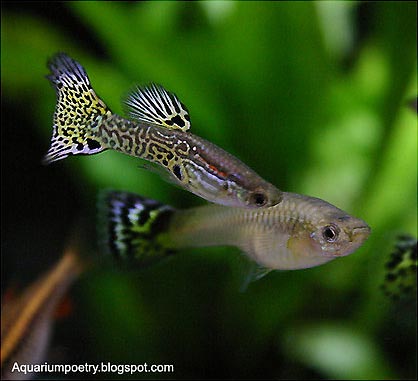 Fancy Guppy Poecilia reticulata 3
