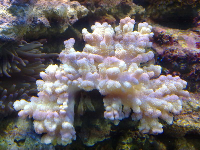 sinularia bianca