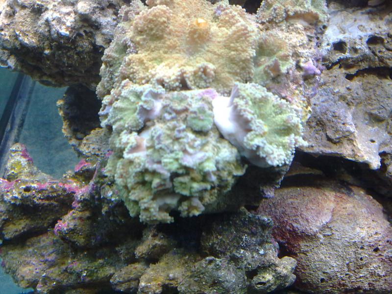 actinodiscus