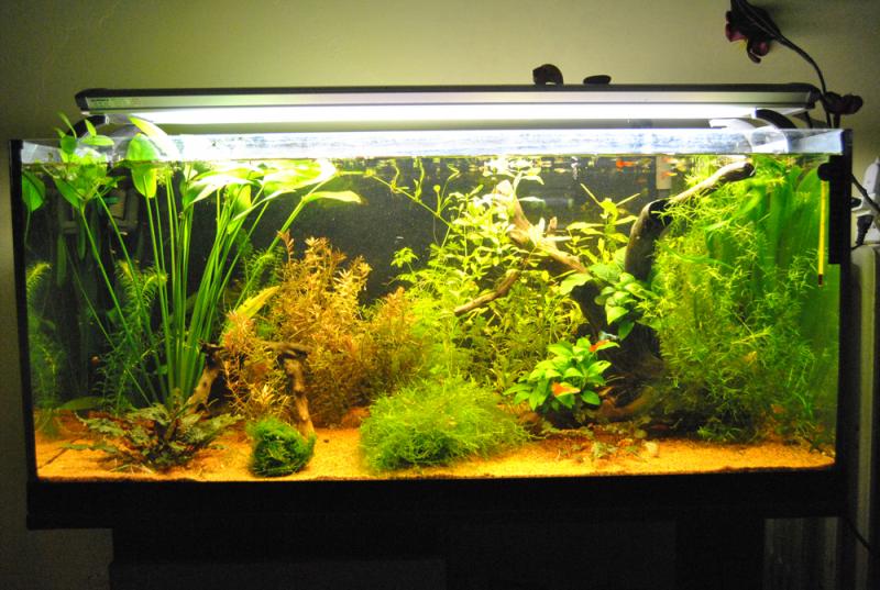 Mio Acquario 16 Aprile 2012