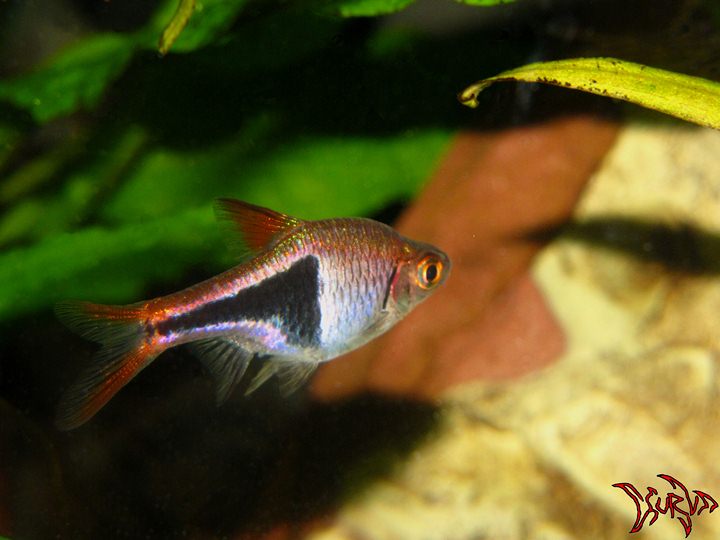 Rasbora heteromorpha