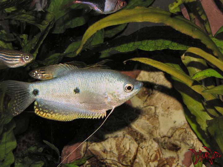 Trichogaster Trichopterus (femmina)