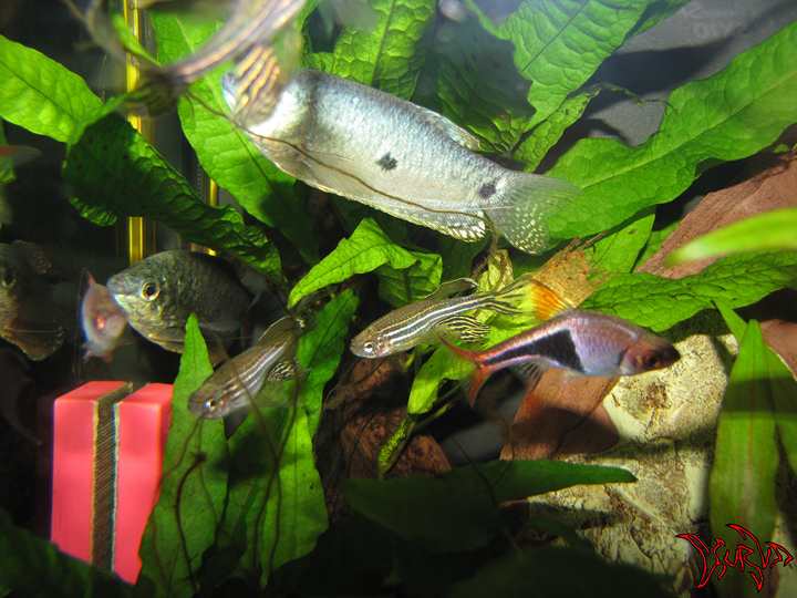 Trichogaster Trichopterus,Brachydanio rerio,Rasbora heteromorpha