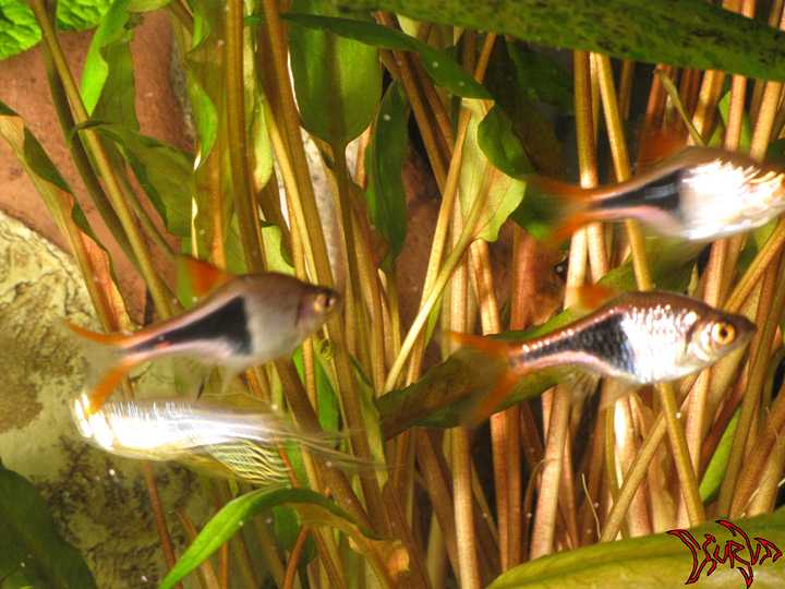 Brachydanio rerio,Rasbora heteromorpha,Cryptocoryne Undulata