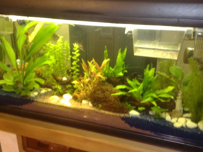 Acquario