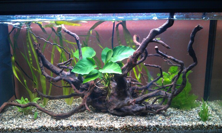 11/05/2011

Prima piantumazione.

Vallisneria Rubra Serpanta
Anubias Barteri var. Barteri
Cryptocoryne Lucens
Cabomba Caroliniana

Acquario avviato gi da un paio di settimane con fondo fertile DeponitMix Professional della Dennerle e ghiaino multicolore a coprire.

Bionitrivec utilizzato in fase di avvio.