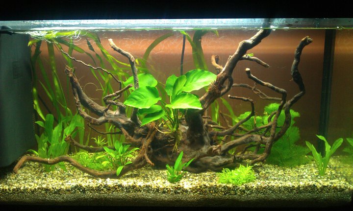 12/05/2011

Aggiunte alcune piantine:

Echinodorus Bleheri e Pogostemon Helferi (anche se quest'ultima non rientra nel biotopo e non mi convince pi di tanto, probabilmente verr sostituita da Sagittaria Subulata o da Echinodorus Quadricostatus)