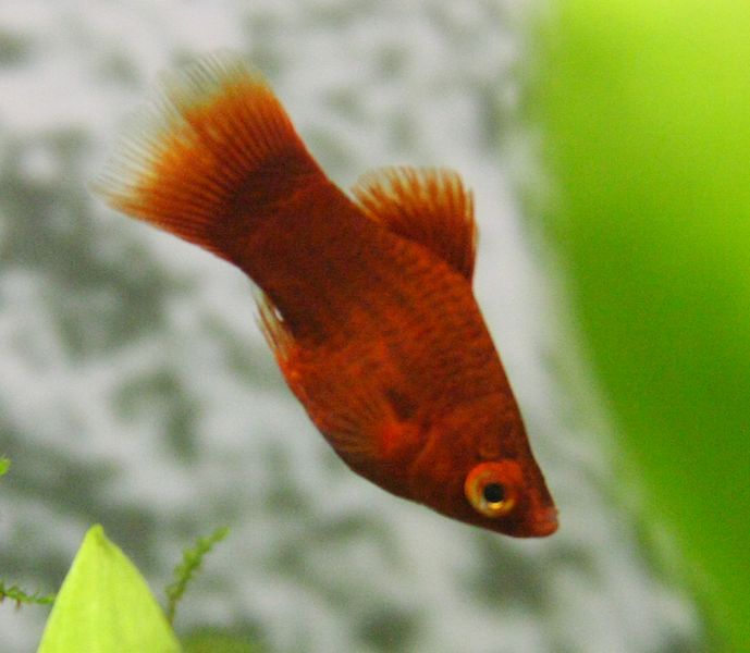 Platy corallo (Piccolo Mia)