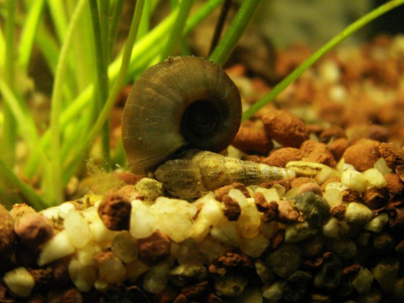 Lumacone (apparso nell acquario insieme ad un legno)