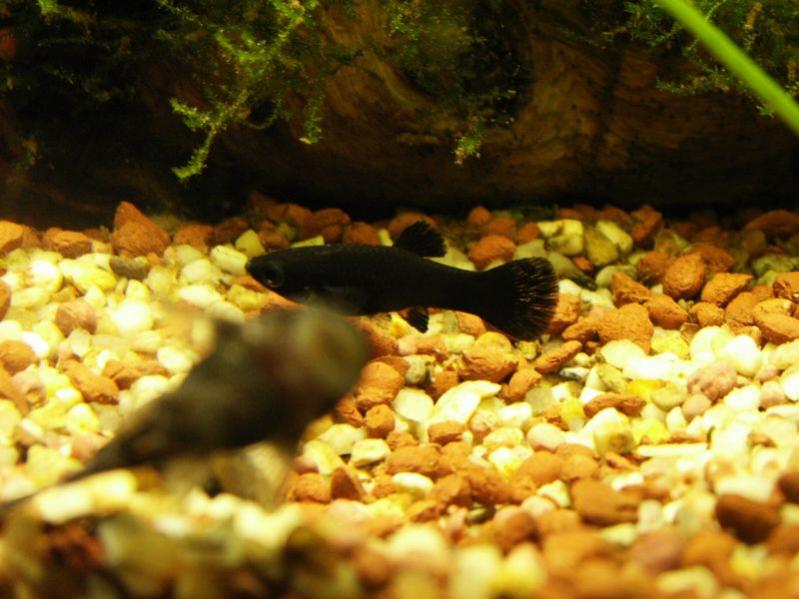 Ancistrus (masuka) e black molly (dexter)