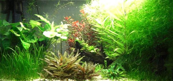 acquario
