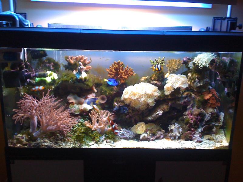 acquario 124