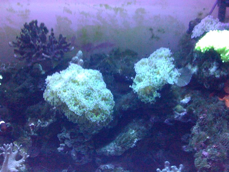 acquario 085