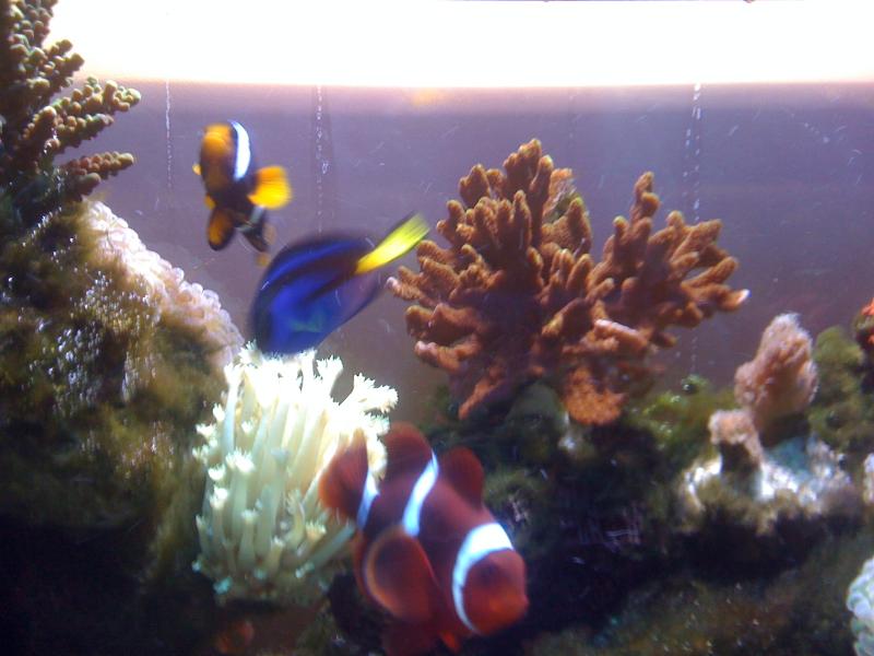acquario