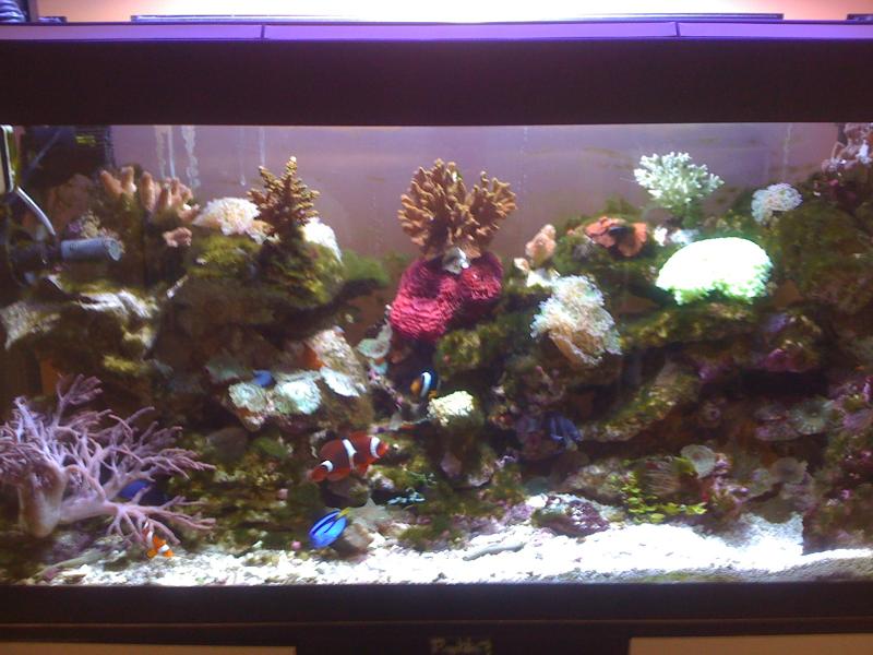 acquario 006