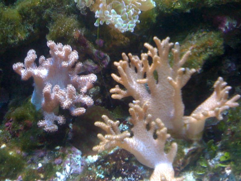 acquario 033