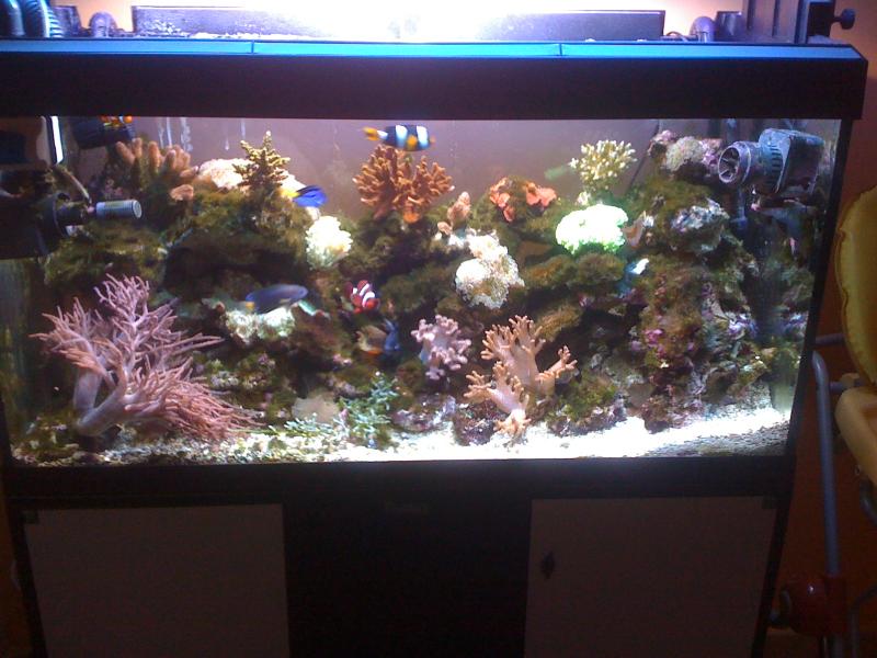 acquario 032