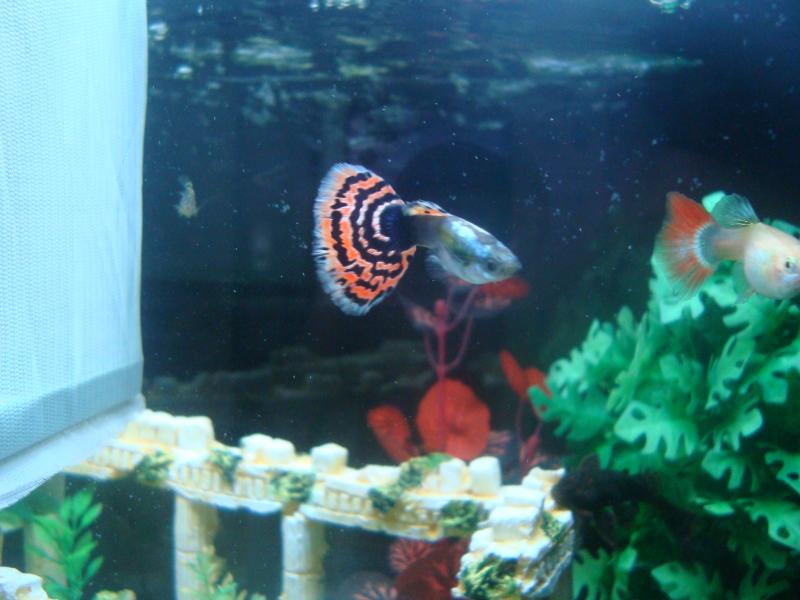 Il Guppy Re