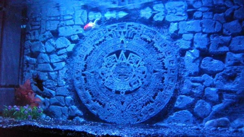 ed ecco lo sfondo appena inserito! con la luce blu dei led...
per l'occasione avevo anche inserito un pesciolino, ma l'ho tolto subito.

Qui lo sfondo non si era ancora scolorito...