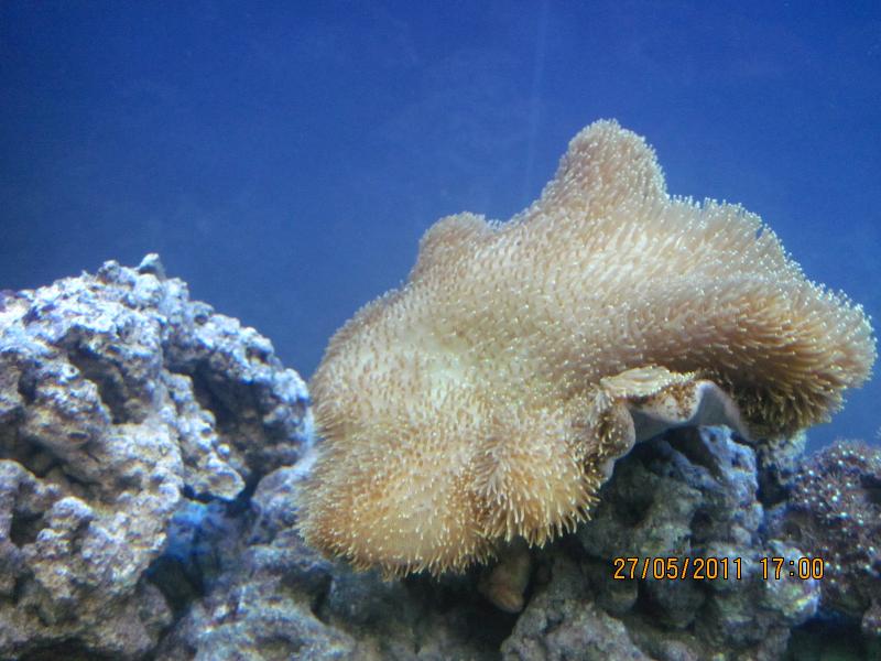 IMG 0068