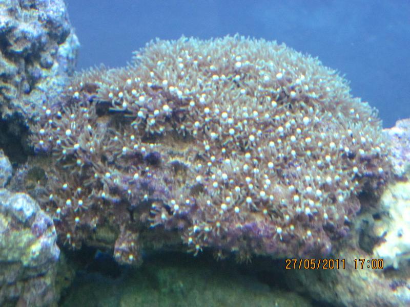 IMG 0069