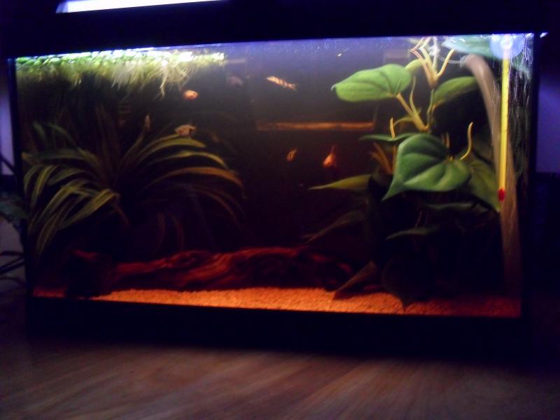 Panoramica generale dell'acquario.....