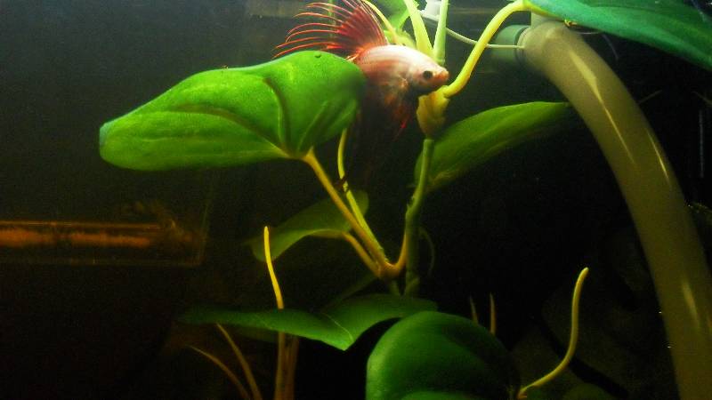 MY Betta Crown tail !!!!