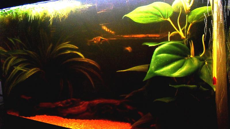 Panoramica dell'acquario....