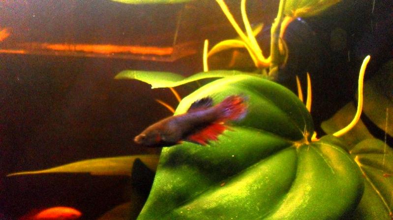 MY Betta crown tail femmina....