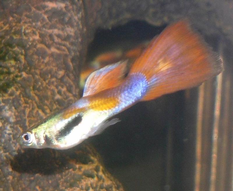 tre