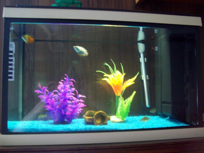 Il mio primo acquario