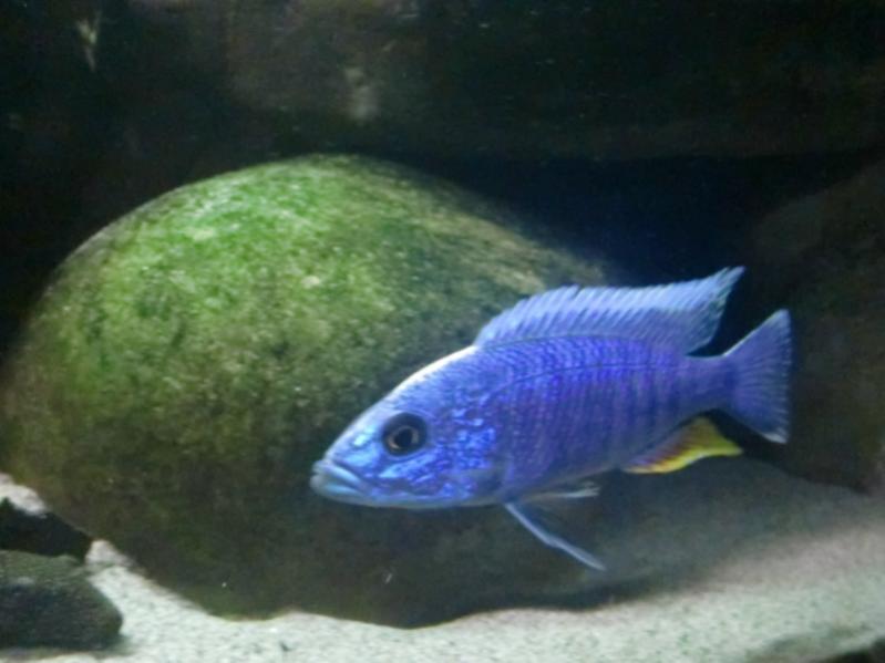 Sciaenochromis fryeri Likoma (maschio).
Gli S.friery li ho presi per sostituire le Aulonocara ethelwynaee, troppo timide per stare con gli mbuna presenti (per quanto tra i pi tranquilli), e A.stuartgranti usysia (finita per errore nella vasca).