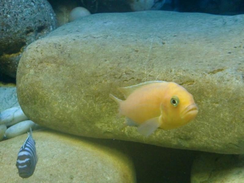 Pseudotropheus sp. kingsizei Lupingu (maschio), in basso Cynotilapia sp. mbamba white Chewere