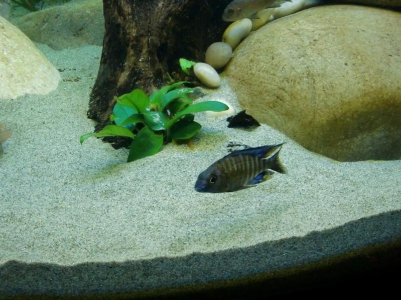 Aulonocara ethelwynnae Chitande island  (maschio)