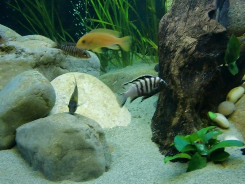 Cynotilapia sp. mbamba white Chewere, Pseudotropheus sp. kingsizei Lupingu e Aulonocara stuartgranti Usysia.
Sullo sfondo femmina Aulonocara ethelwynnae Chitande island.