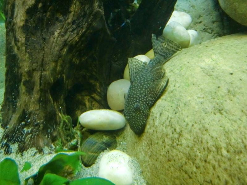 Ancistrus (femmina)