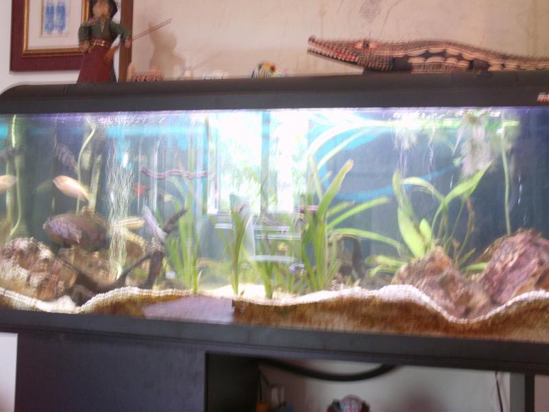 Acquario 004