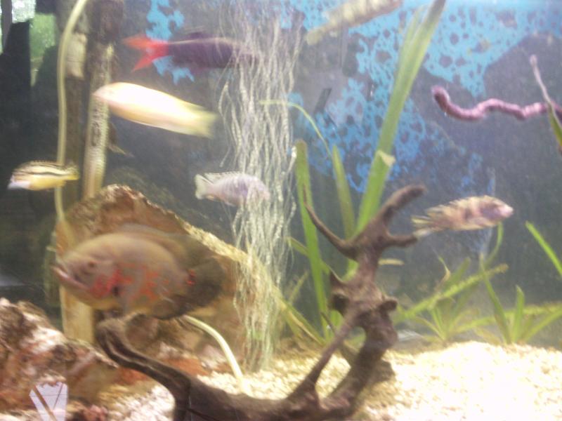 Acquario 007