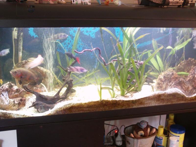 Acquario 005